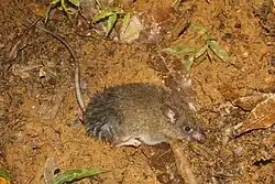 Brown mouse