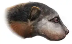 Megalictis ferox