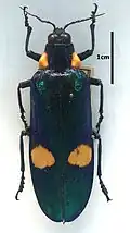 Megaloxantha bicolor gigantea from India. Mounted specimen from Cologne Zoo, Germany