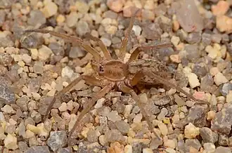 female