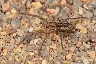 female