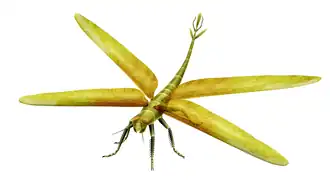 The late Carboniferous giant dragonfly-like insect Meganeura grew to wingspans over 60&nbsp;cm (2&nbsp;ft 0&nbsp;in).