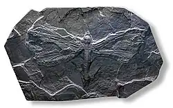 Arctotypus intermedius
