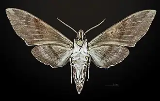 Male underside