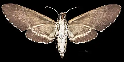 Female ventral