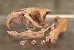 Rat skull pieces