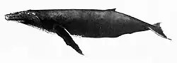 Humpback whale illustration with an overall dark coloration, white underbelly, a robust body, and a small, stunted dorsal fin