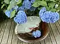 Hydrangeas in the temple