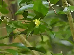 Flower and foliage