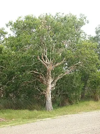 Melaleuca viridiflora in Canal Creek