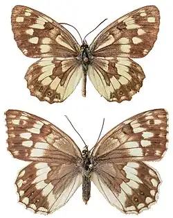Drawings of Melanargia hylata with beige wings. The female is larger than the male.