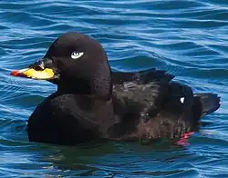 Melanitta fusca (cropped)