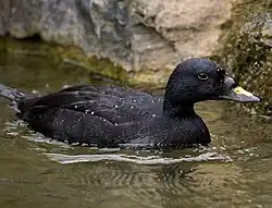 Melanitta nigra (cropped)