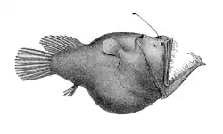 Drawing of a Melanocetus murrayi (Murrays abyssal anglerfish)