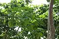 Stem and leaves