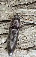 Melanotus castanipes, Canada