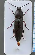 Melanotus crassicollis, Ukraine