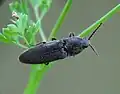 Melanotus tenebrosus, Italy