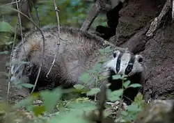 Brown and white mustelid