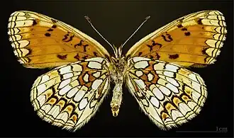 Female underside