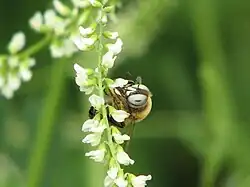 Example species