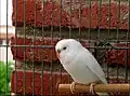 Albino hen