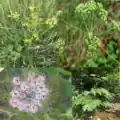 4 Apiaceae family members: Daucus carota, Heracleum mantegazzianum, Pastinaca sativa, Laser trilobum