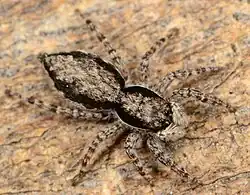 M. eburnensis