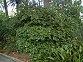 Plant of Pachygone laurifolia