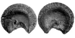 seeds