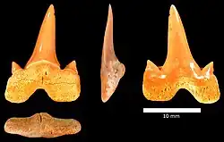 Cretalamna appendiculata tooth, Menuha Formation.