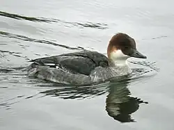 Female, England