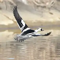 Male in flight, Japan