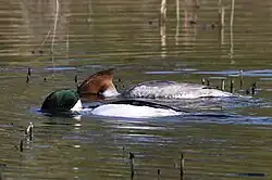 Goosander, Oulu