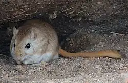 Brown and white gerbil