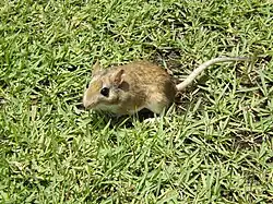 Brown and white gerbil