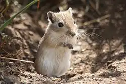 Brown and white gerbil