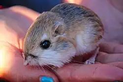 Brown and white long-tailed rat