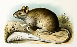 Drawing of brown and white rat