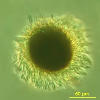 Mesodinium rubrum produce deep red blooms using enslaved chloroplasts from their algal prey