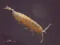 Mesoniscus graniger