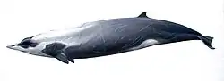 Strap-toothed whale