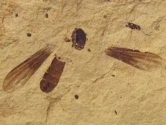 Metanephrocerus belgardeae, Protonephrocerinae
