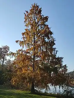 Mature tree in autumn, with browning foliage