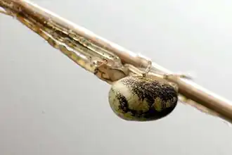 Metellina sp. from Belgium