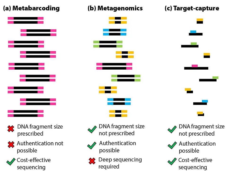 (a) Metabarcoding is the amplification and analysis of equally sized DNA fragments from a total DNA extract. (b) Metagenomics is the extraction, amplification, and analysis of all DNA fragments independent of size. (c) Target-capture describes the enrichment and analysis of specific (chosen) DNA fragments independent of size from a total DNA extract.[53]