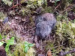 Gray lemming