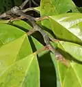 plants