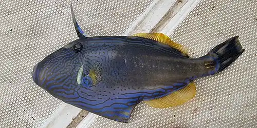 M. freycineti