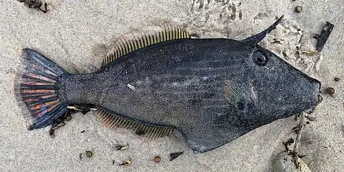 M. galii